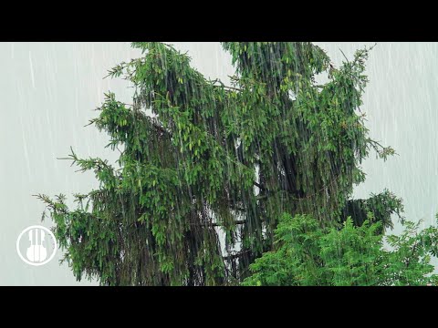 Gewitter und Regen auf Zeltgeräuschen zum Entspannen, Konzentrieren oder Schlafen