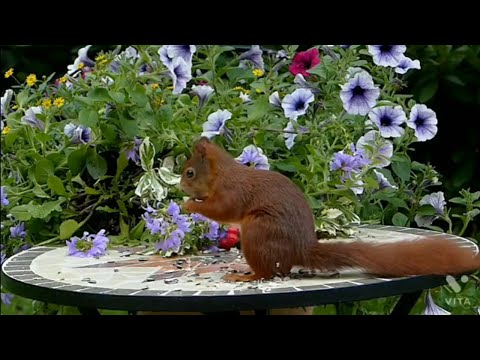 Nature Beautiful video with relaxing meditation music, Studying relief music ,YouTube Sangeet video