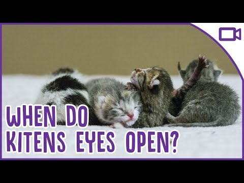 Why Do Kittens Have Closed Eyes and When Do They Open?!