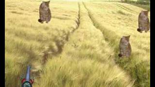 Animal Hunting - Wizo - Kopf ab, Schwanz ab, Has