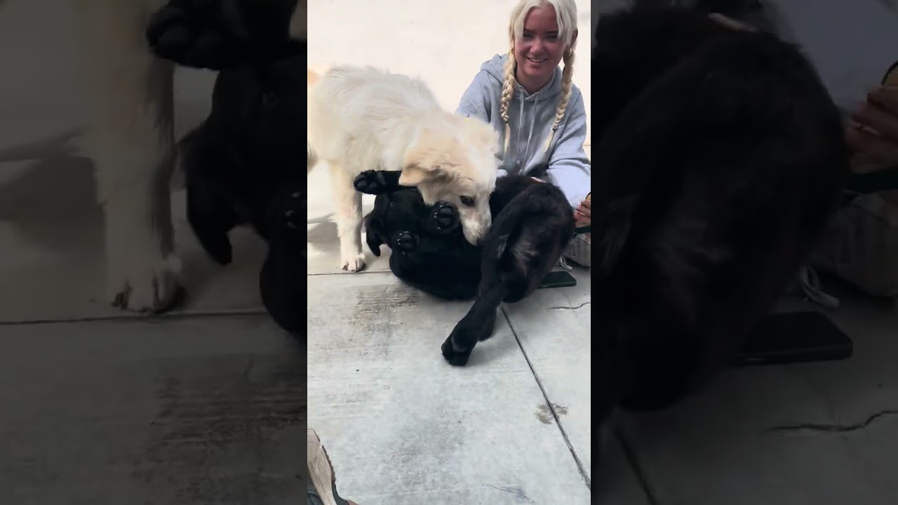 Enlarge Millie, a ADOPTABLE mixed breed in Los Angeles, CA video 3/3