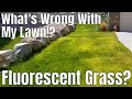 DIY How To Fix Neon Fluorescent Lime Light Green Grass What S Wrong With My Lawn