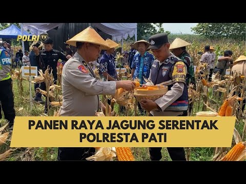 PANEN RAYA JAGUNG SERENTAK POLRESTA PATI
