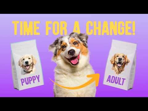 Tips Before You Switch to Adult Dog Food