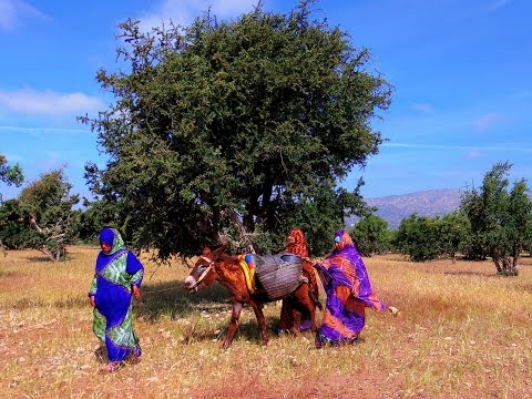 Argan oil producer in Morocco: OLVEA's supply chain