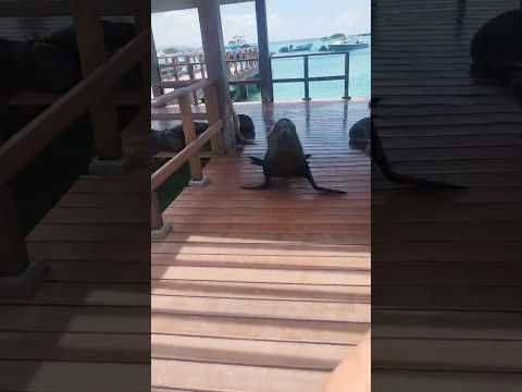 🤣🤣🤣🤣 Sealion at Isabela Island, Galapagos