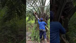 https://www.youtube.com/watch?v=fqvtEZ2-DVQ