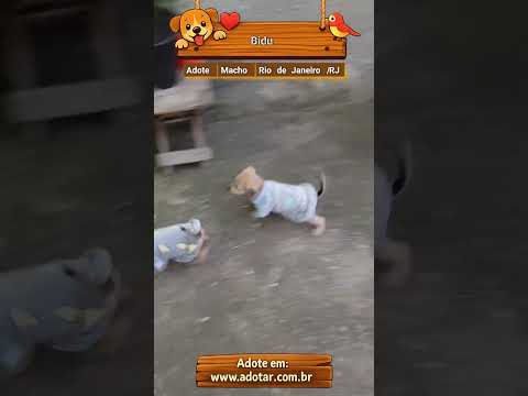 Vídeo de Bidu