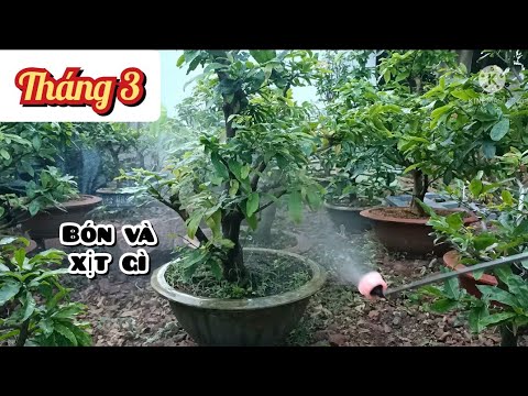 chăm sóc Mai Vàng tháng 3 AL - phân thuốc cần dùng là gì?