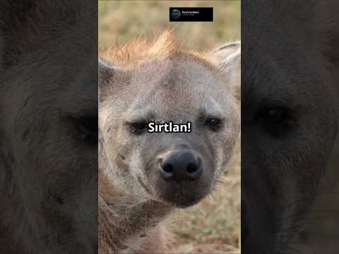 Leopar ve Sırtlan Karşı Karşıya – Sonuç Şaşırttı! #leopard #keşfet #sırtlan #hayvanlaralemi