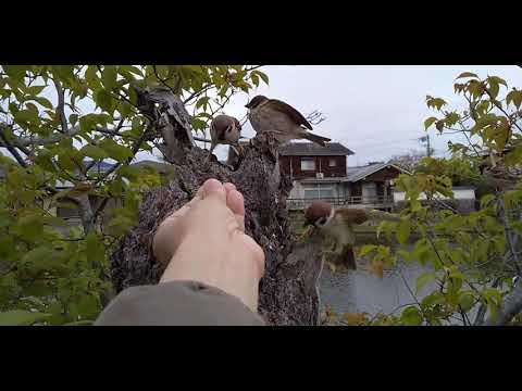 左肩を負傷したすずめ 20210413pm 6（今日も現れる！）