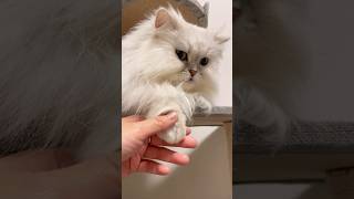 丸くてふわふわな猫のお手手を触りまくる