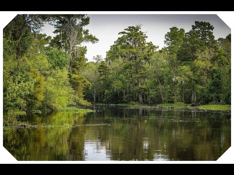 Swamp Sounds at Night | Relaxing Forest Nature | Sounds with frogs | Relaxing music