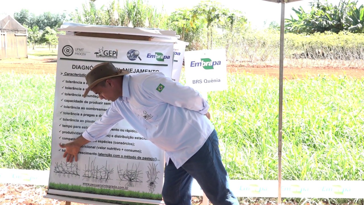 Implantação e manejo de pastagens - Orlando Oliveira (Embrapa Agrossilvipastoril)