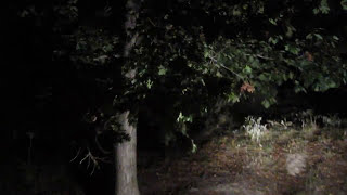 preview picture of video 'The Great Sasquatch (Boggy Creek Monster) Expedition November 2010'