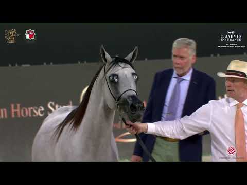 N 166 GAITH AL REMAS   Al Shiraa International Arabian Horse Show 2023   Colts 2   3 Years Old Class