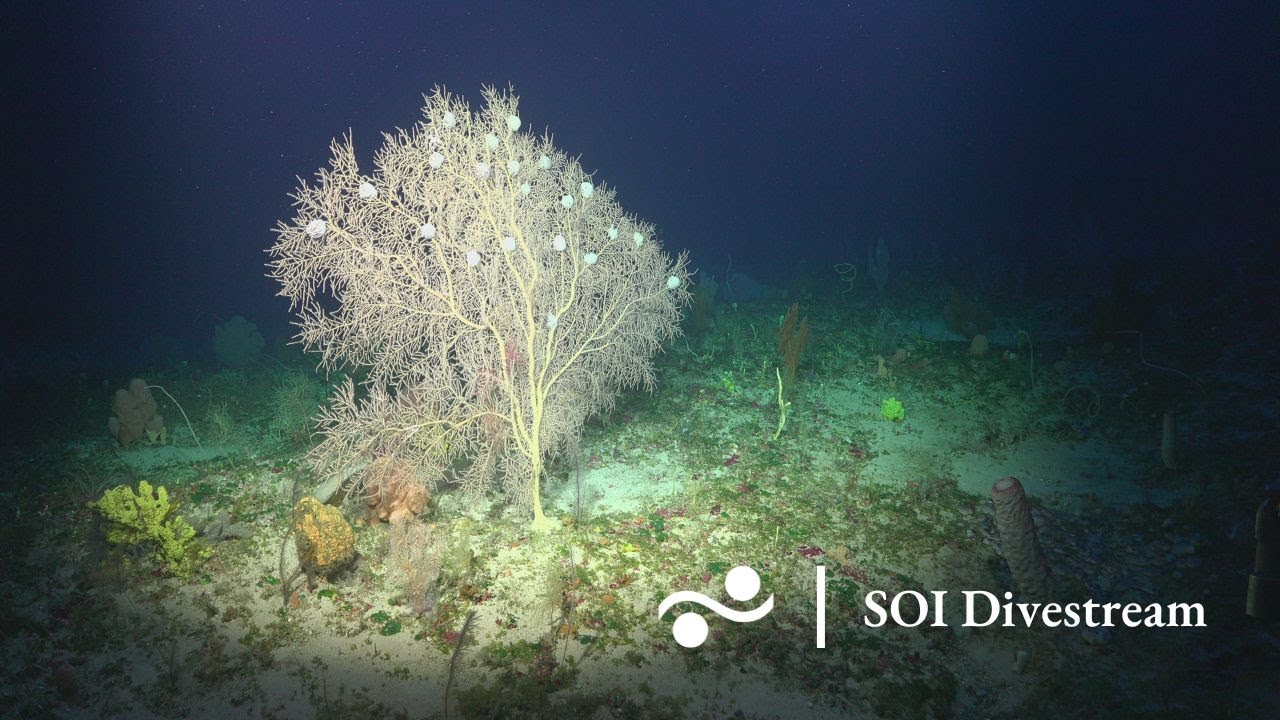 Sampling at Desecheo Ridge, Puerto Rico | SOI Divestream 505