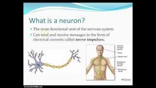 What is a Neuron?