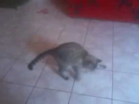 Minnie gata doidinha