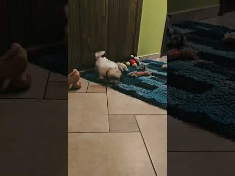 Havanese puppy for sale