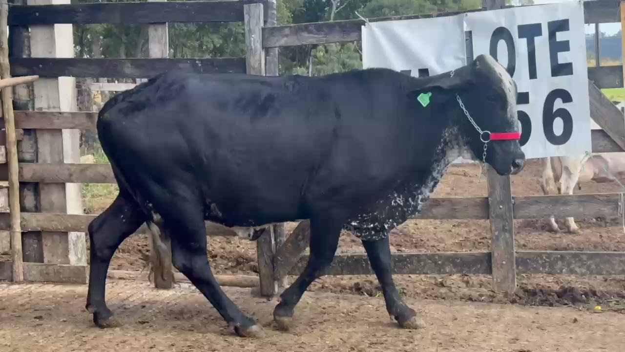 LOTE 56