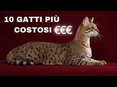 🐾 i 10 GATTI PIù COSTOSI DEL MONDO 🐾