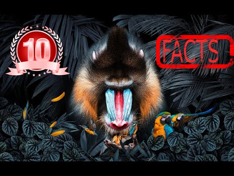 10 Amazing Facts About Mandrill That'll Blow Your Mind! Audio Version #animals #learning