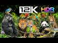 12K HDR 60FPS The Most BEAUTIFUL Animals On Earth Ultimate OLED TV Test