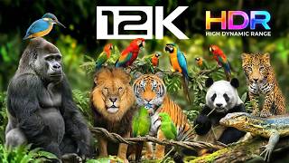 12K HDR 60FPS | The Most BEAUTIFUL Animals on Earth (Ultimate OLED TV Test)