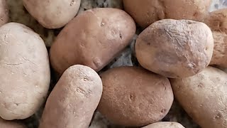 Vegan Breakfast Burritos (live stream)