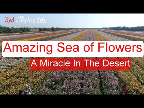AMAZING SEA OF FLOWERS (A MIRACLE IN THE DESERT)