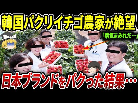 , title : '【海外の反応】日本からパクったイチゴが病気に➡技術が無くイチゴが壊滅的被害にｗｗ'