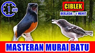 Download lagu MASTERAN MURAI BATU - suara Ciblek Ngebren  jernih keras berjeda 1 menit FULL 1 JAM mp3