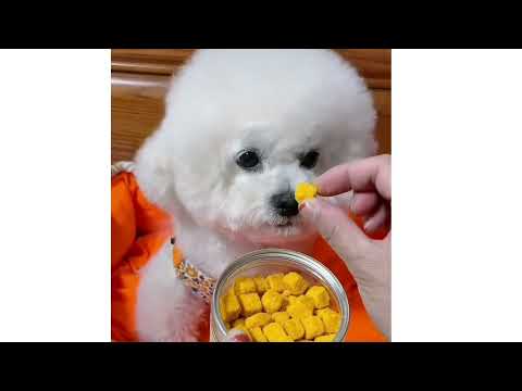 Funniest Dog Compilation Video On Youtube // Cutest Dogs Video