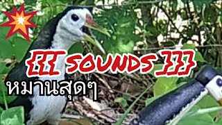 Download lagu นกกวัก/Ruak Ruak Pikat mp3