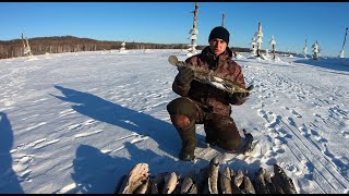Зимняя ловля налима на жерлицы