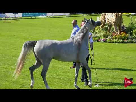 N.30 FADWA AA - Chantilly 2018 AHO World Cup - 3 Years Old Fillies (Class 3)