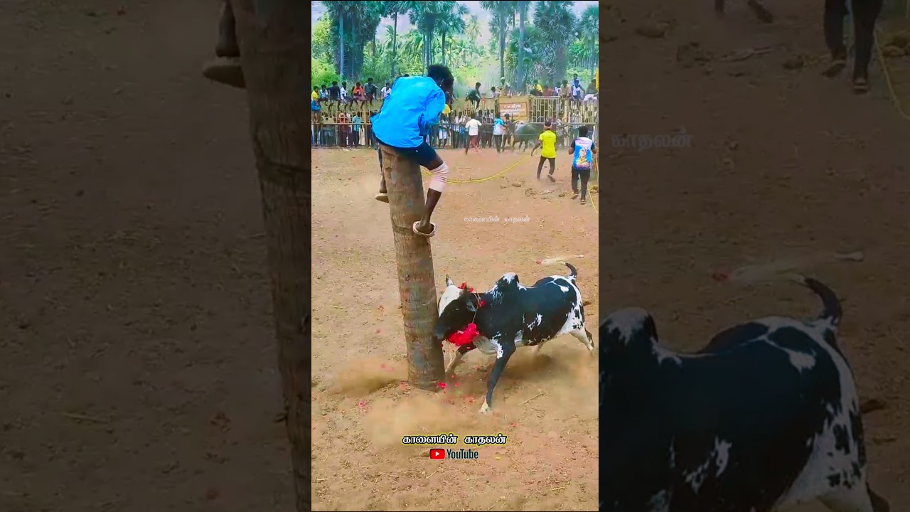 #cow #bull #jallikattu #reels #song