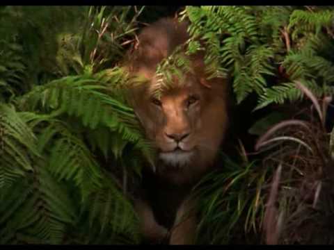 George Of The Jungle