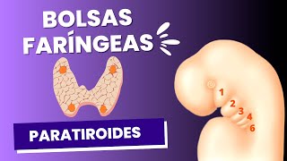 Parathyroid gland embryology explained simply