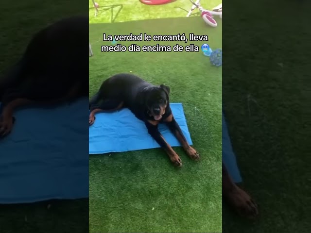 Vídeo relacionado con OHMO Alfombrillas Impermeables para Comederos de Perros y Gatos con Bolsillo para Residuos(Gris Oscuro, 60 * 38cm), Alfombrillas de Silicona para Mascotas