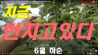 2021사과갈반병.탄저병 발생하다.홍로밀증상예방.칼슘살포.염화칼슘.인산칼슘.초산칼슘