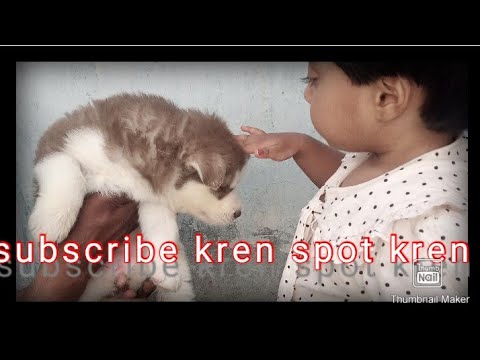 kids Playing With Dog🐶And Parrot 🐦 Hooria Bhatti Vlog.