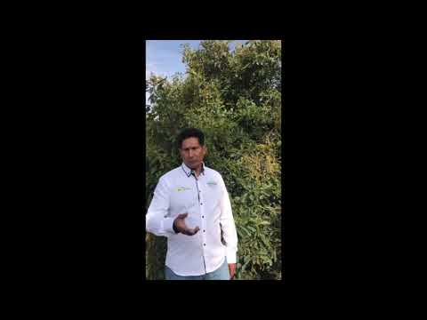 Meet Nature & More grower Rogelio Salas from Aguacates Azteca