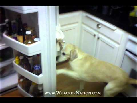 Dog Get's A Beer - Elly - West Coast Whackers