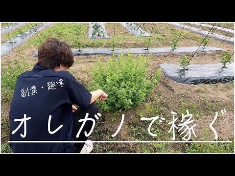 オレガノの乾燥: とても簡単です 植物