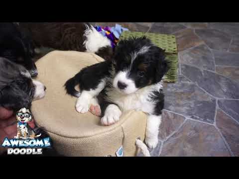 AnnaClaire's AussieDoodle Puppies at 6 weeks old