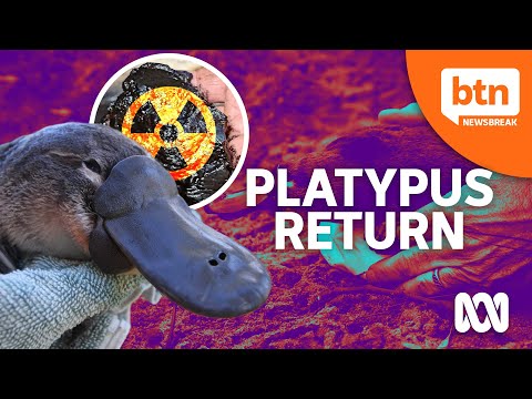 Platypuses Return To Australia's Oldest National Park