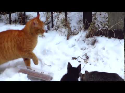 I found a new colony of cats with kittens 28