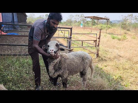 Saste Main Top Marino 100% Sheep At Al Aiman Goat Farm Bhiwandi.